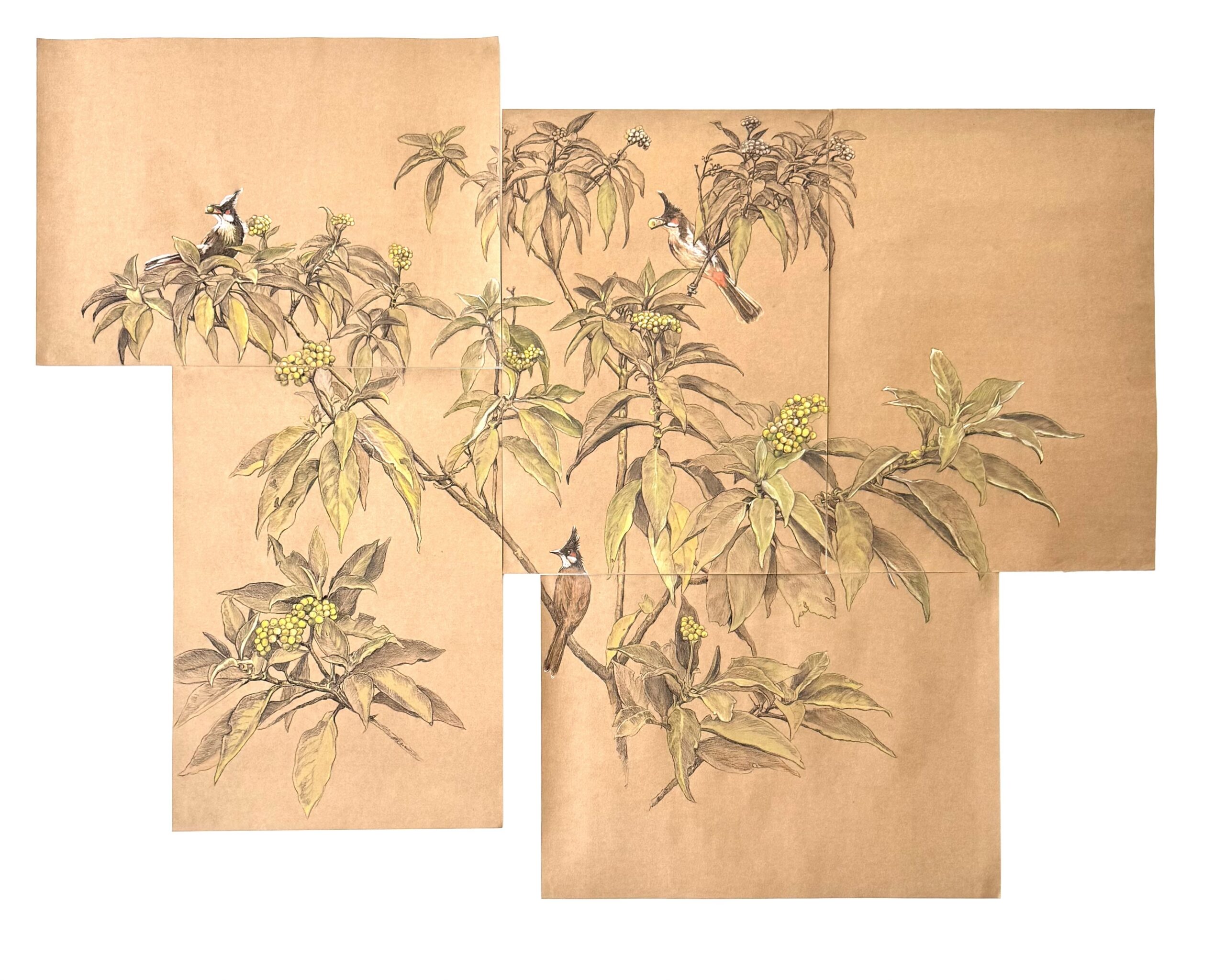 Red Whiskered Bulbul, 2026